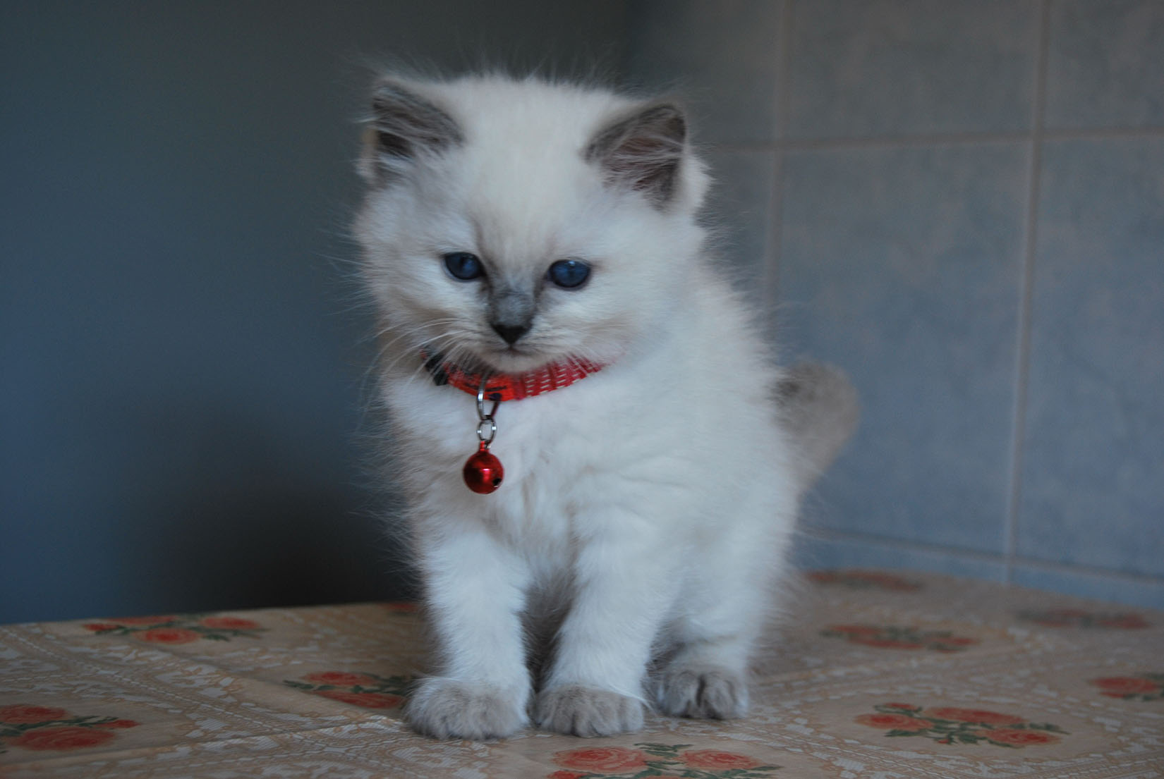 Ragdoll Colorpoint • Ragdoll Cats