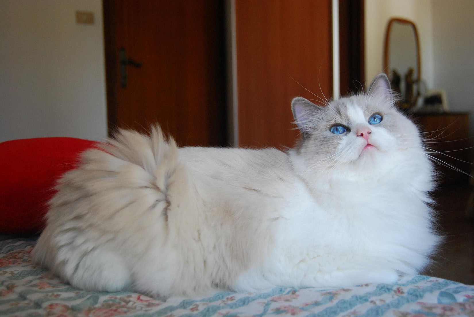 Blue Ragdoll Kittens