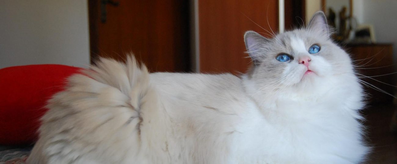 ragdoll bicolor kitten