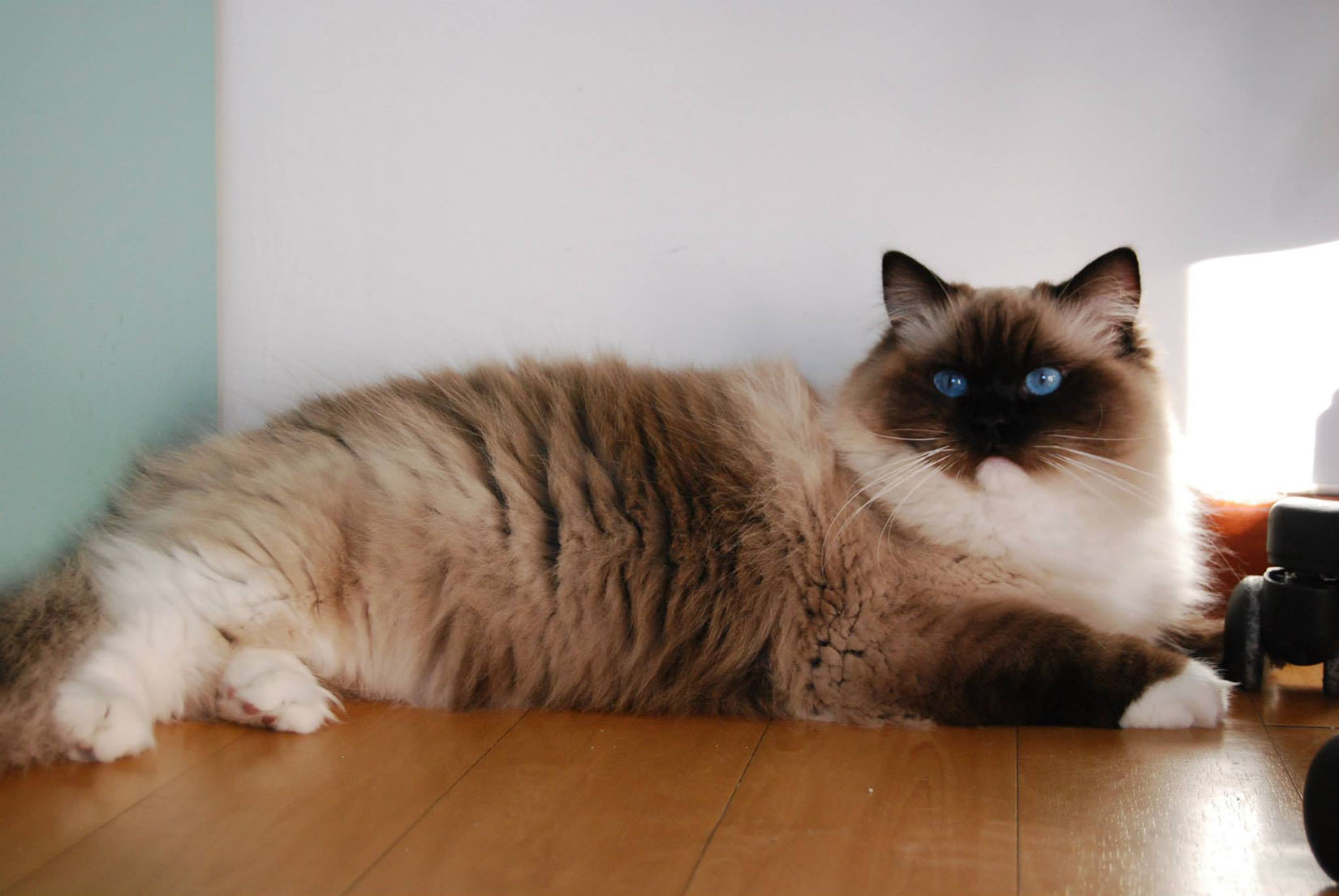 Uændret pulsåre mister temperamentet Ragdoll Mitted • Ragdoll Cats