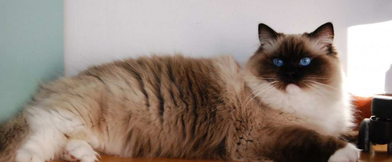 seal mitted ragdoll