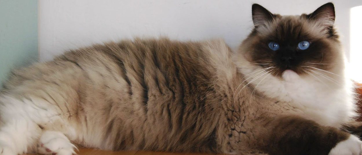 Ragdoll BluQueen Cattery of Ragdoll Cats recognized by WCF