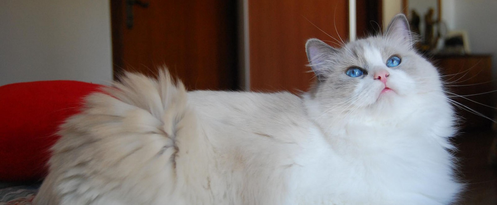 Ragdoll Bicolor