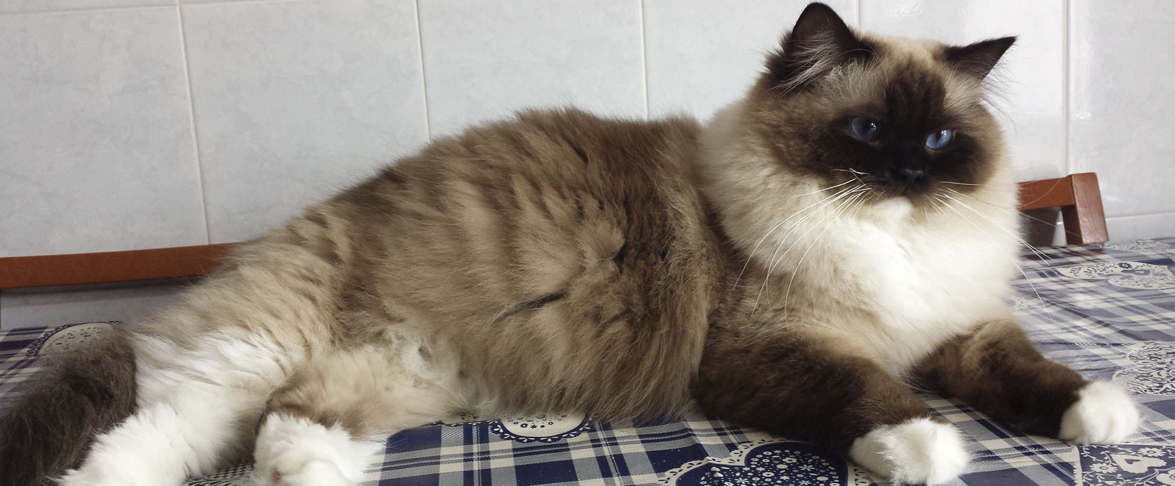 Gatto Ragdoll Standard