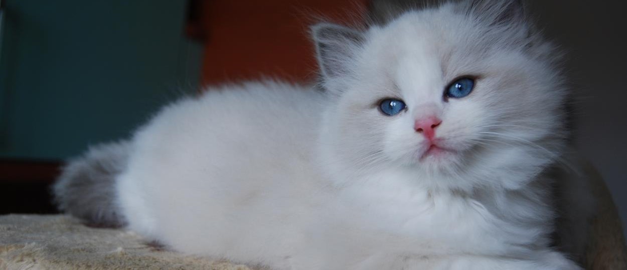 Ragdoll Bluqueen Allevamento Gatti Ragdoll