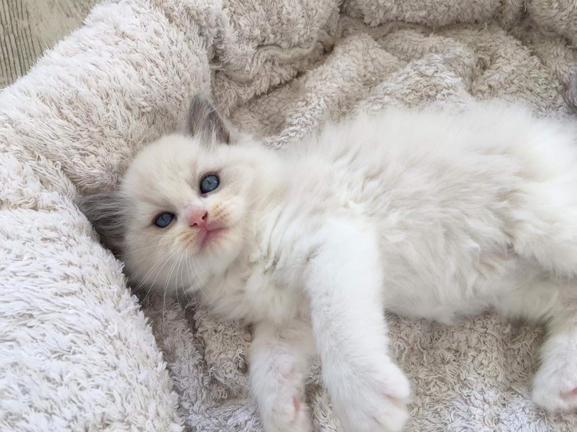 Ragdoll Bluqueen Allevamento Gatti Ragdoll