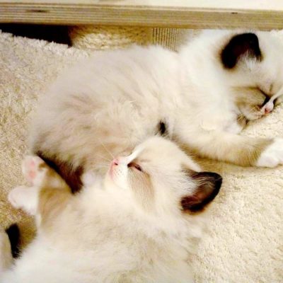 Ragdoll Bluqueen Allevamento Gatti Ragdoll
