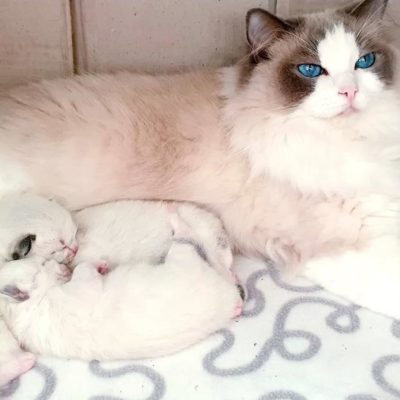 Ragdoll Bluqueen Allevamento Gatti Ragdoll